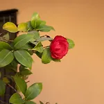 Apartamento Centro Granada - Parking Gratis