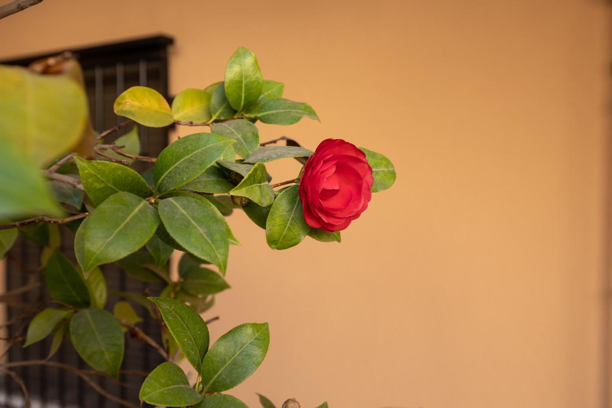 Appartamento Apartamento Centro - Parking Gratis